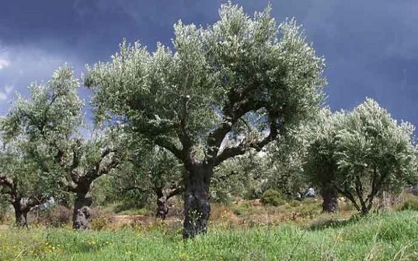 [ΠΑΡΕΜΒΑΣΗ] Ιστορικός ελαιώνας θυσία για καυσόξυλα